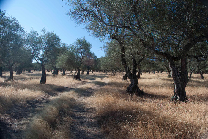 Ruta Camping Cáceres a Plaza Mayor de Cáceres